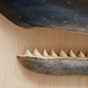 Whale Teeth